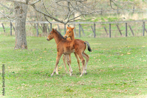 牧場で遊ぶ美しいサラブレッドの仔馬