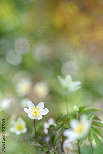 White windflower blossom (Anemonoides nemorosa) in spring. Romantic arrangement.