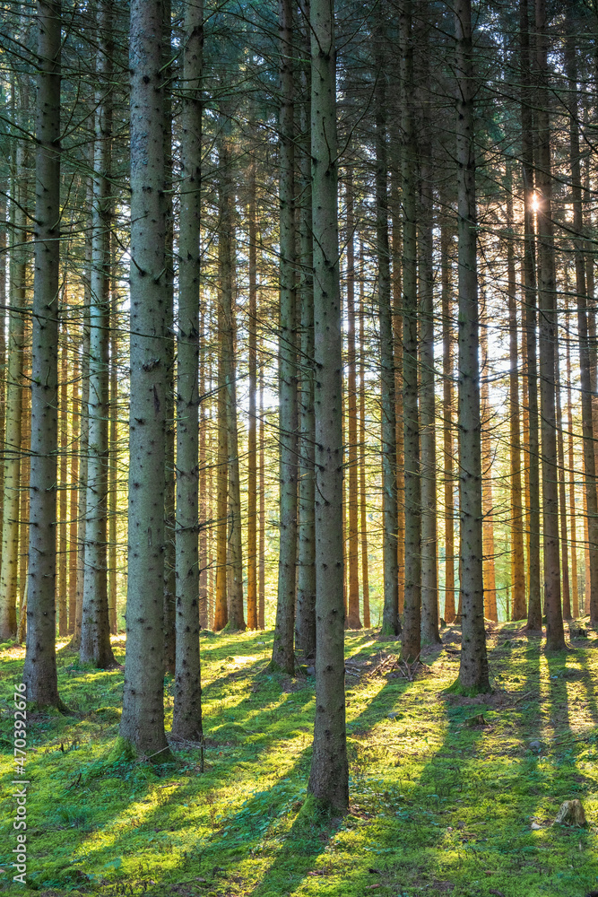 Fototapeta premium Spruce forest in backlight with shadows and tree trunks