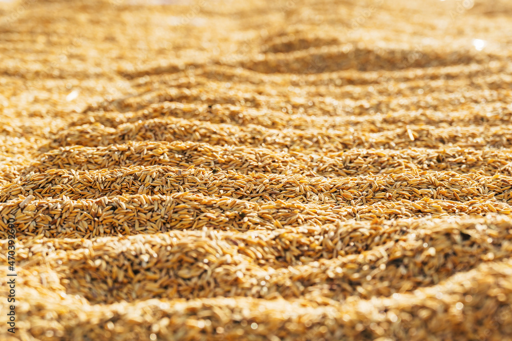 rice paddy stock on close up for rice before threshing or in the husk dry process with sun rice paddy stock on close up for rice before threshing or in the husk dry process with sun