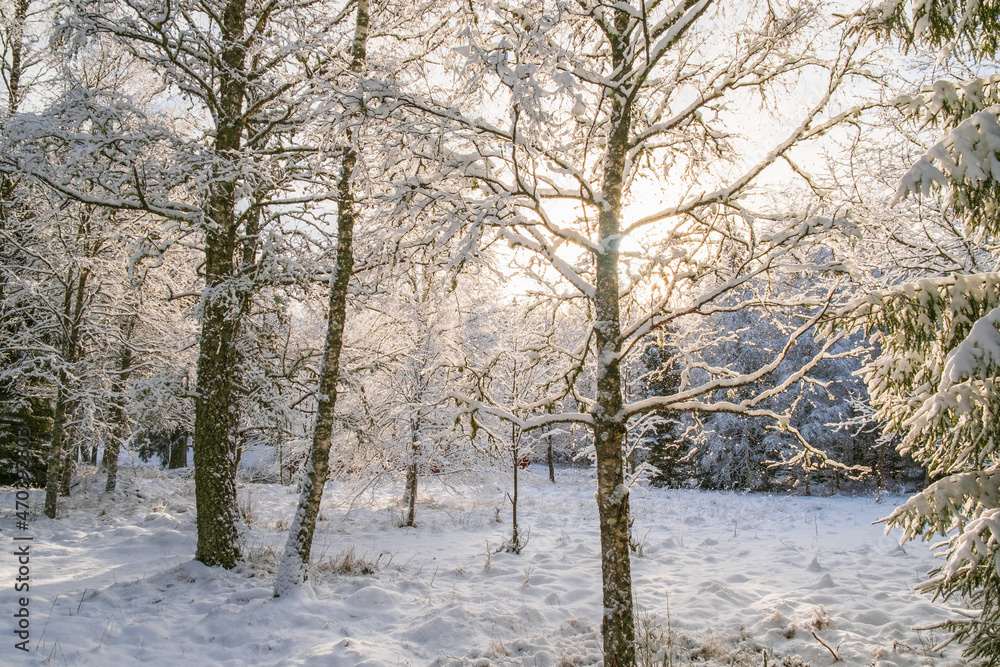 Fototapeta premium Frosty snowy tree branches in backlight