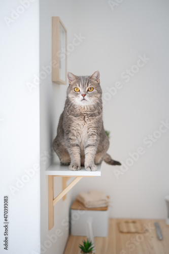 Fotografie, Tablou Scottish straight cat