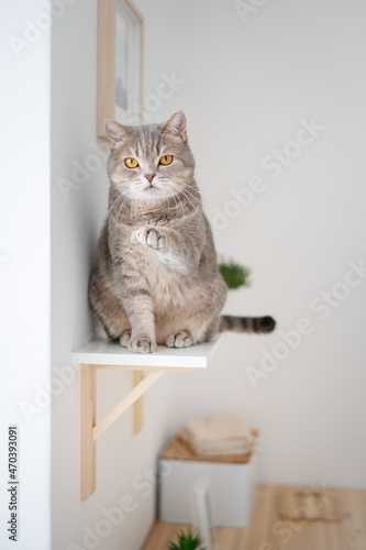 Fototapeta Naklejka Na Ścianę i Meble -  Scottish straight cat