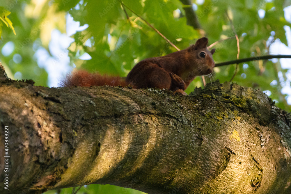 red squirrel in the woods red squirrel in the woods