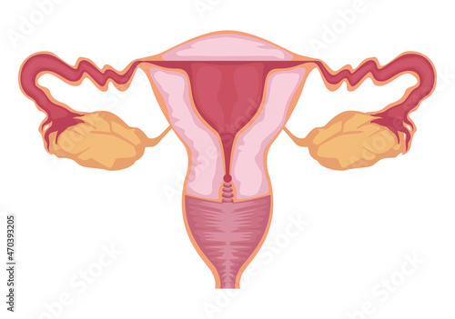 uterus female organ