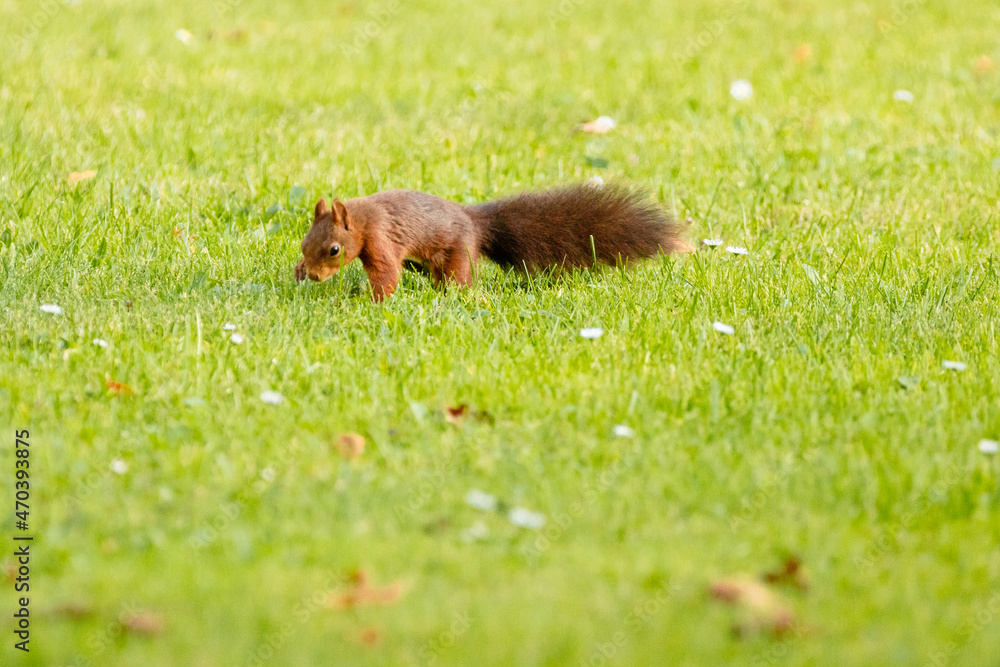 Fototapeta premium squirrel eating grass