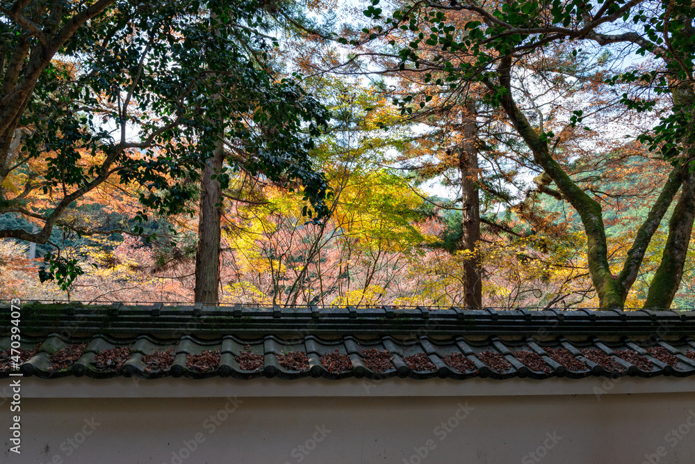 Colorful autumn leaves in Kogenji temple in Tamba, Hyogo, Japan