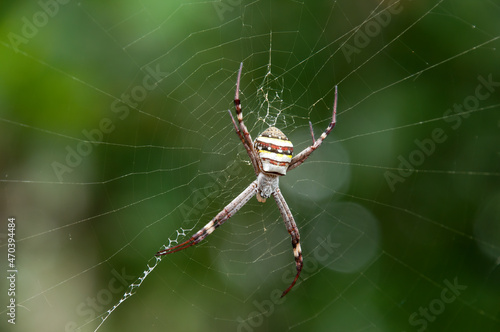 Sydney Australia, Argiope keyserlingi or Argiope aetherea both known as St Andrews cross spider