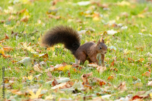 squirrel eating nut