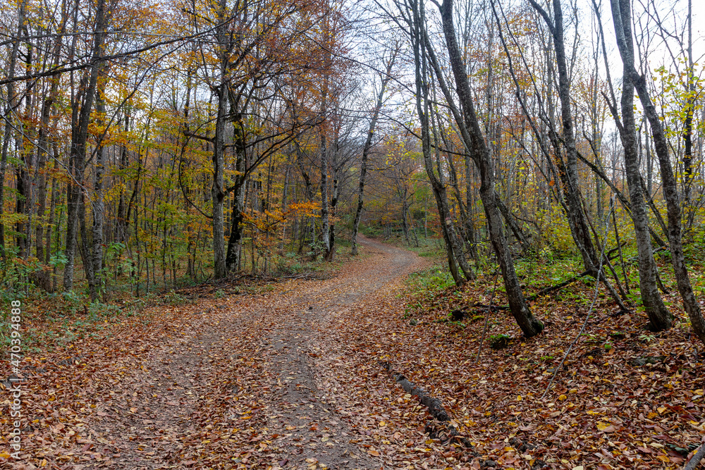 Fototapeta premium Dirt road in the autumn forest, autumn walks, nature, clouds, sky, cloudy weather, dried grass, plants,trees, yellow, foliage, close-up, state of nature.