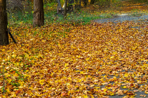 Herbstlaub ist fast von allen Bäumen abgefallen und liegt nun auf der Straße