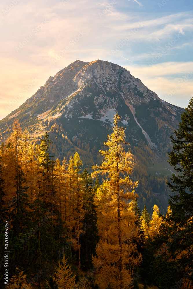 Goldener Herbst im Dachstein Gebirge mit gelben Zirben und Sonnenuntergang