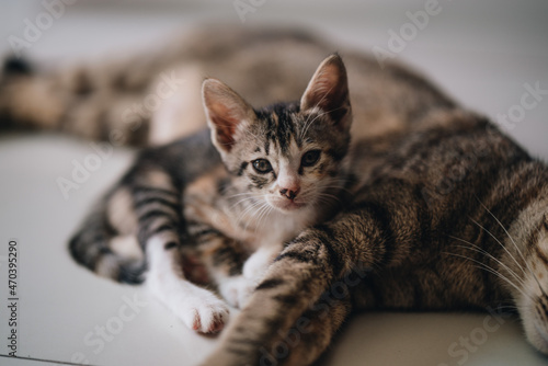 Portrait of a kitten sitting at her mother