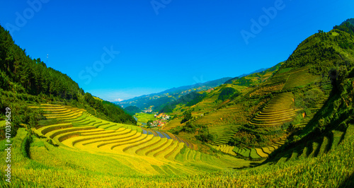 field, agriculture, landscape, tea, green, nature, plantation, farm, rice, plant, hill, grass, asia, mountain, rural, countryside, summer, terrace, terraced, travel, china, mu cang chai, yen bai