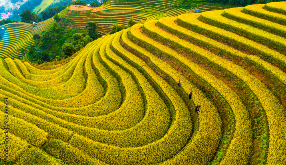 field, agriculture, landscape, tea, green, nature, plantation, farm, rice, plant, hill, grass, asia, mountain, rural, countryside, summer, terrace, terraced, travel, china, mu cang chai, yen bai field, agriculture, landscape, tea, green, nature, plantation, farm, rice, plant, hill, grass, asia, mountain, rural, countryside, summer, terrace, terraced, travel, china, mu cang chai, yen bai