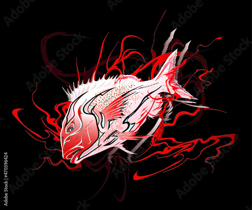 Japanese Auspicious loving fish red sea bream with Kabuki-Kumadori make-up. 黒バックに血しぶきを上げるような背景と歌舞伎の墨取りを模した鯛（マダイ）の姿を描いたイラスト。