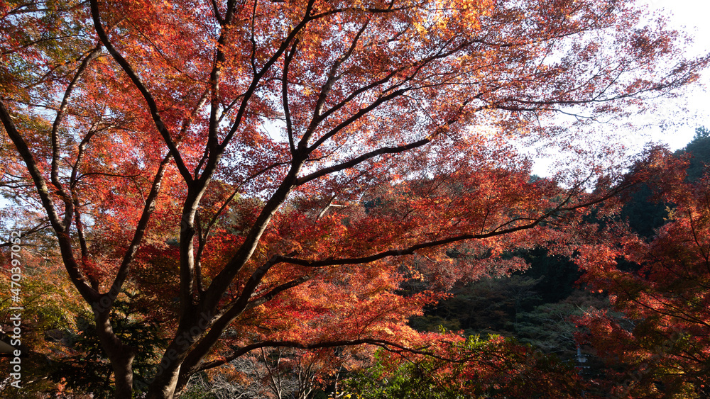 【日本の秋】紅葉　Japanese autumn leaves