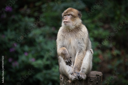An image of a barbary macaque as it sits on top of a tree stump against a natural dark green background