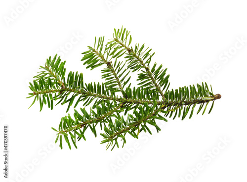Green branch of Nordman fir (Abies Nordmanniana) isolated on white