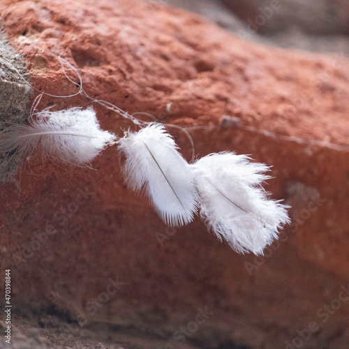 Plume 