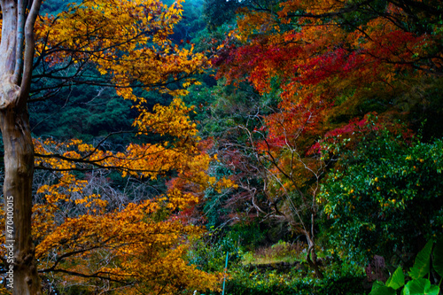 自然あふれる森林と紅葉