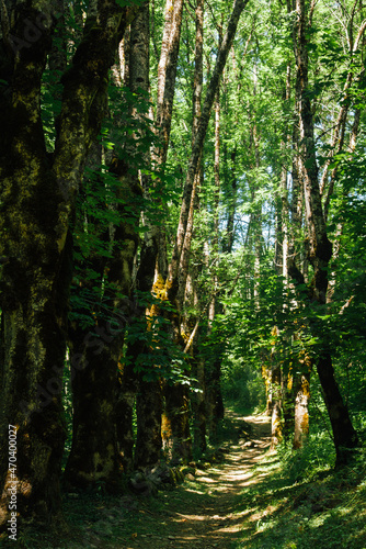 Un chemin dans une forêt. Un sentier dans la nature. Un chemin dans les bois.
