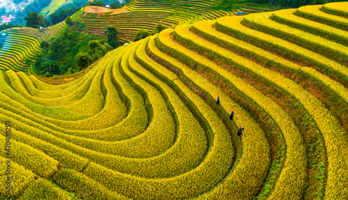 field, agriculture, rice, grass, nature, plant, landscape, farm, asia, spring, rural, tea, paddy, summer, leaf, food, garden,  hill, plantation, green, lawn, yellow, mu cang chai, yen bai