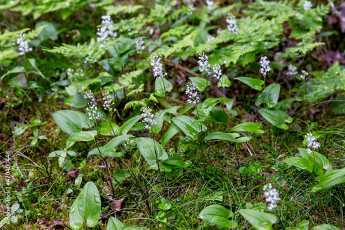 Maianthemum bifolium grows in a mixed forest. Russia. North Karelia photo