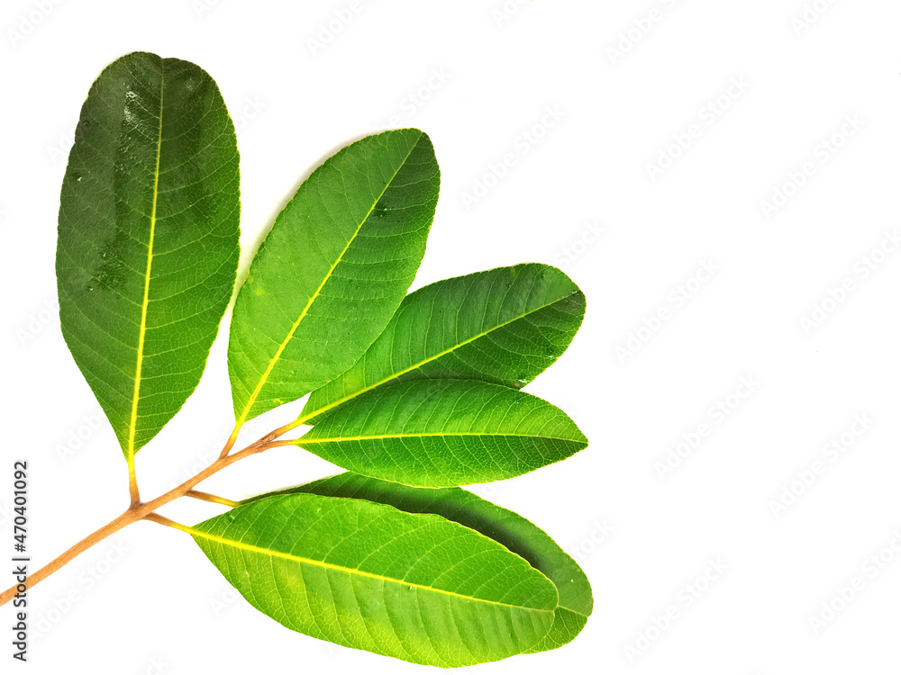 Fototapeta premium green leaf isolated on white