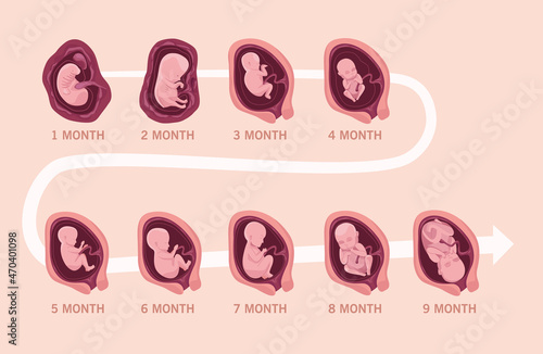 embryo development infographic