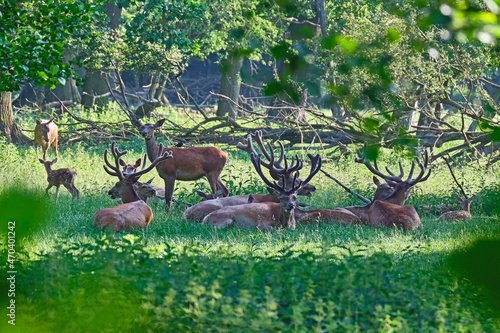 Fototapeta Naklejka Na Ścianę i Meble -  Rothirschrudel ( Cervus elaphus ).