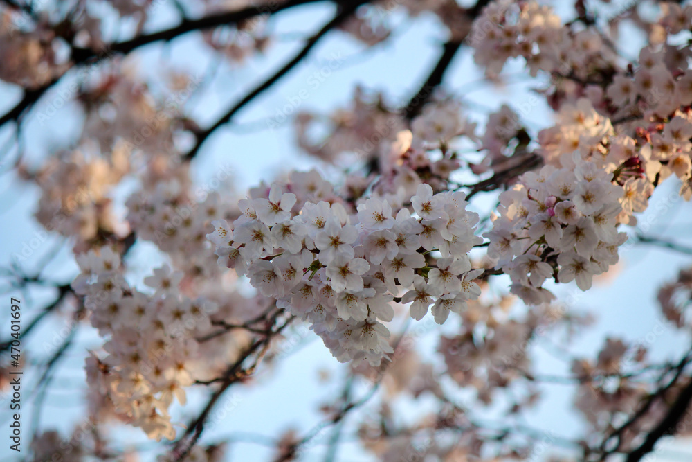 Beautiful white-pink Cherry Blossoms (Sakura) in Kyoto Japan are a sign of spring Beautiful white-pink Cherry Blossoms (Sakura) in Kyoto Japan are a sign of spring