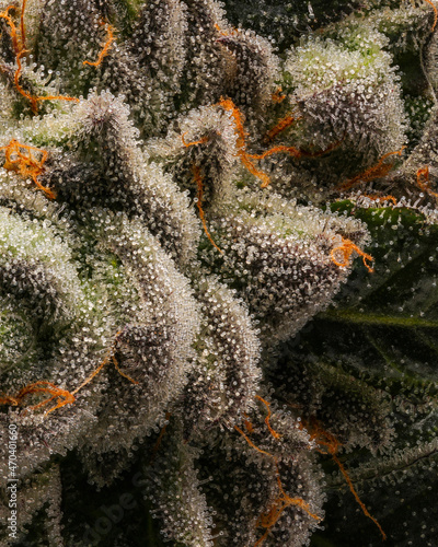 Trichomes on a Gushers Cannabis Plant photo