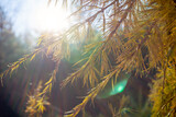 branch of a larch tree in the rays of the sun. Coniferous branch in soft focus