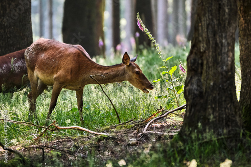 Fototapeta Naklejka Na Ścianę i Meble -  Rotwild ( Cervus elaphus ).