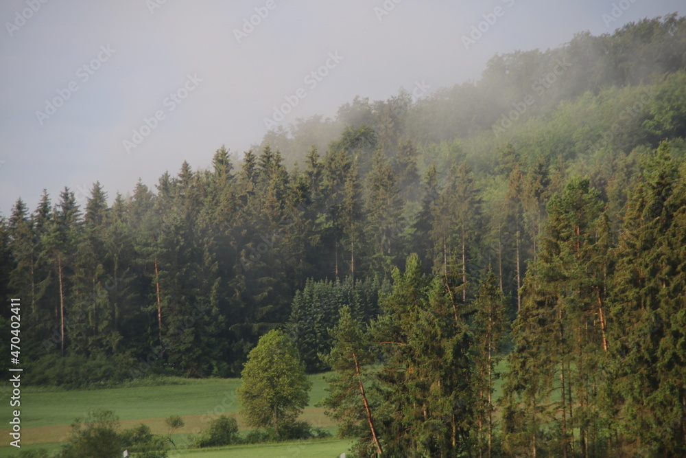 Morgenwald im Nebel