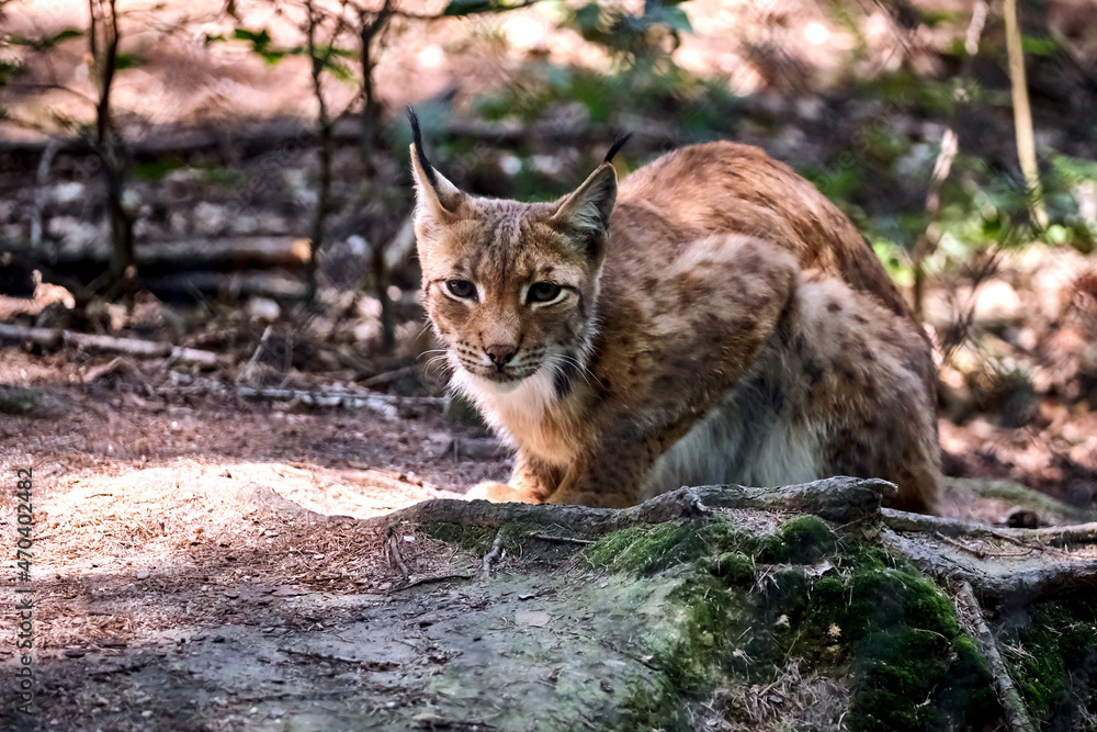 Obraz premium Karpatenluchs ( Lynx lynx carpathicus ).