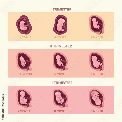 nine fetus infographic