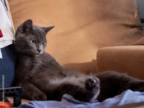 Canvas Print The cat, like a man sitting on the couch, looks at his feet in amazement