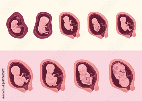 embryo development nine icons
