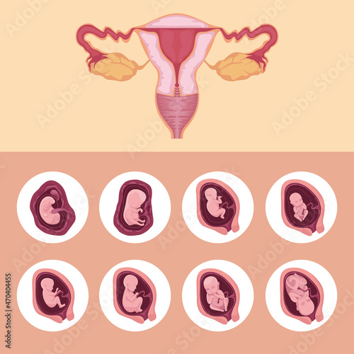 uterus and embryo development