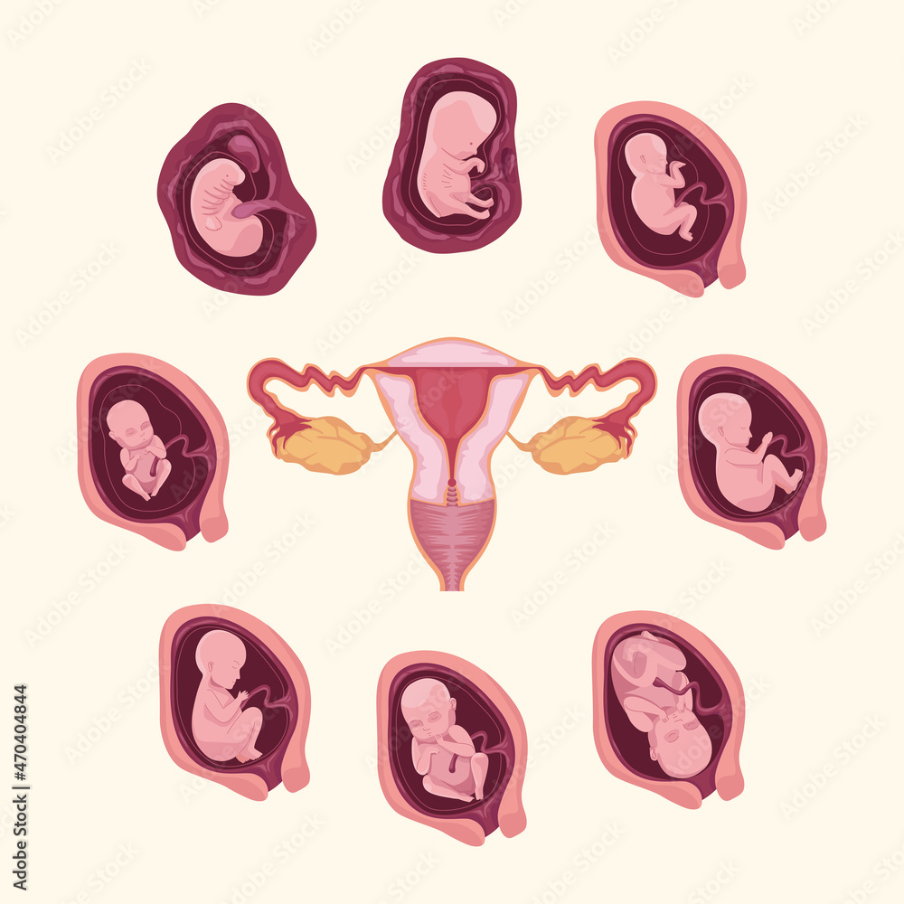 embryo development and uterus embryo development and uterus