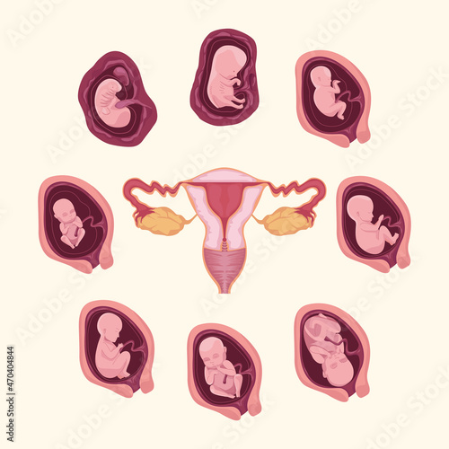 embryo development and uterus
