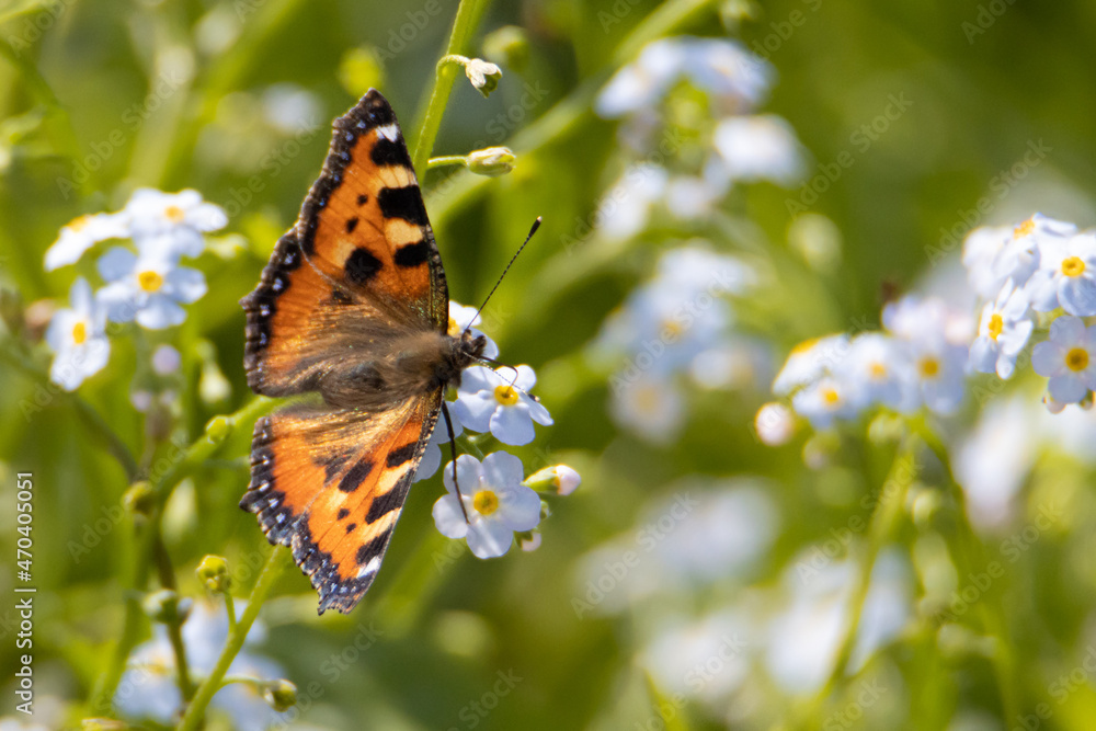 Obraz premium Butterfly in spring.