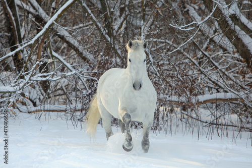 Beautiful white horse runs in winter woods