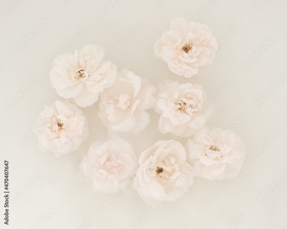 Art photo of pink white roses floating in white bath of water Art photo of pink white roses floating in white bath of water