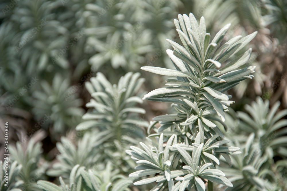 Lavandula angustifolia, also commonly know as English Lavender Lavandula angustifolia, also commonly know as English Lavender