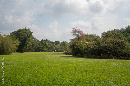 Photography Green trees and lawn at Singapore Botanic Gardens