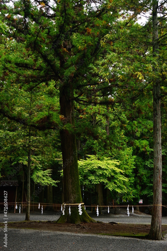 Sacred Tree at Kitaguchi Hongu Fuji Sengen-jinja Shrine in Yamanashi, Japan - 日本 山梨県 北口 本宮 富士浅間神社 御神木	