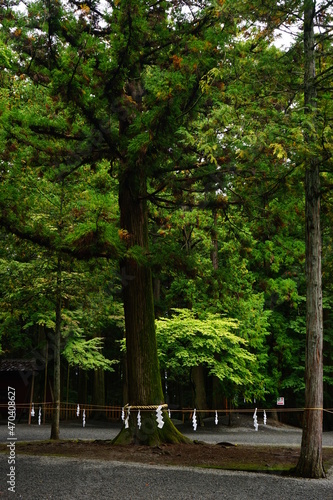Fototapeta Naklejka Na Ścianę i Meble -  Sacred Tree at Kitaguchi Hongu Fuji Sengen-jinja Shrine in Yamanashi, Japan - 日本 山梨県 北口 本宮 富士浅間神社 御神木	